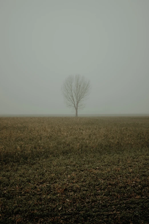 foggy landscape with a lone tree in the middle