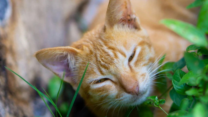 a close up of a cat sleeping in the grass