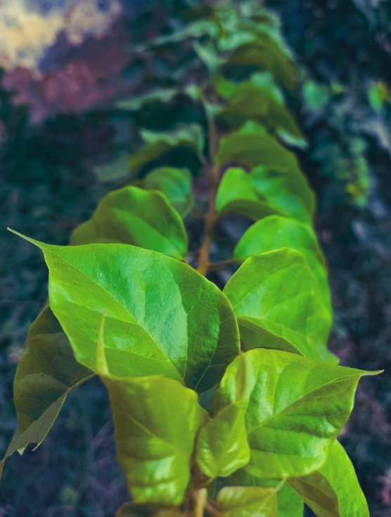 a green plant with very small leaves in the sun