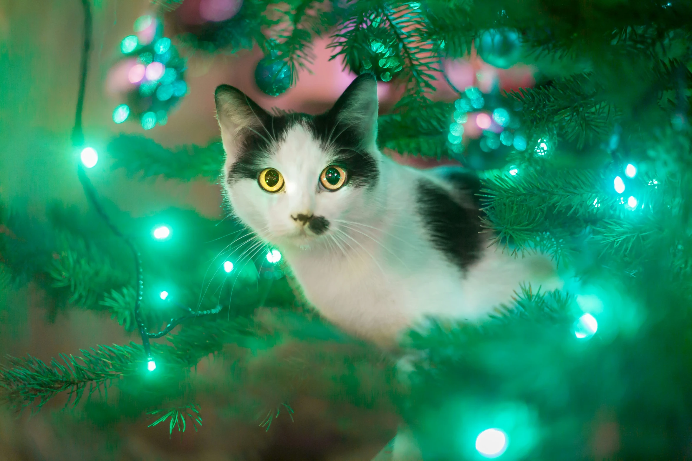 cat in christmas tree staring into camera