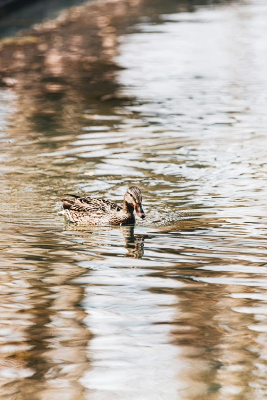 a bird is swimming in a body of water