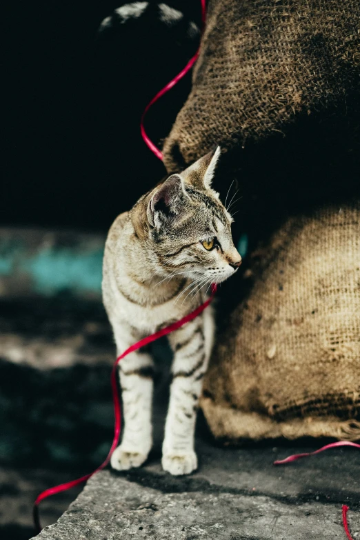 a cat with red cord and large backpack in background