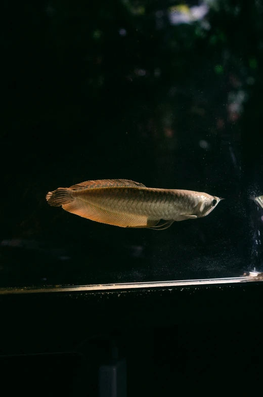 the white fish is swimming by itself on the tank