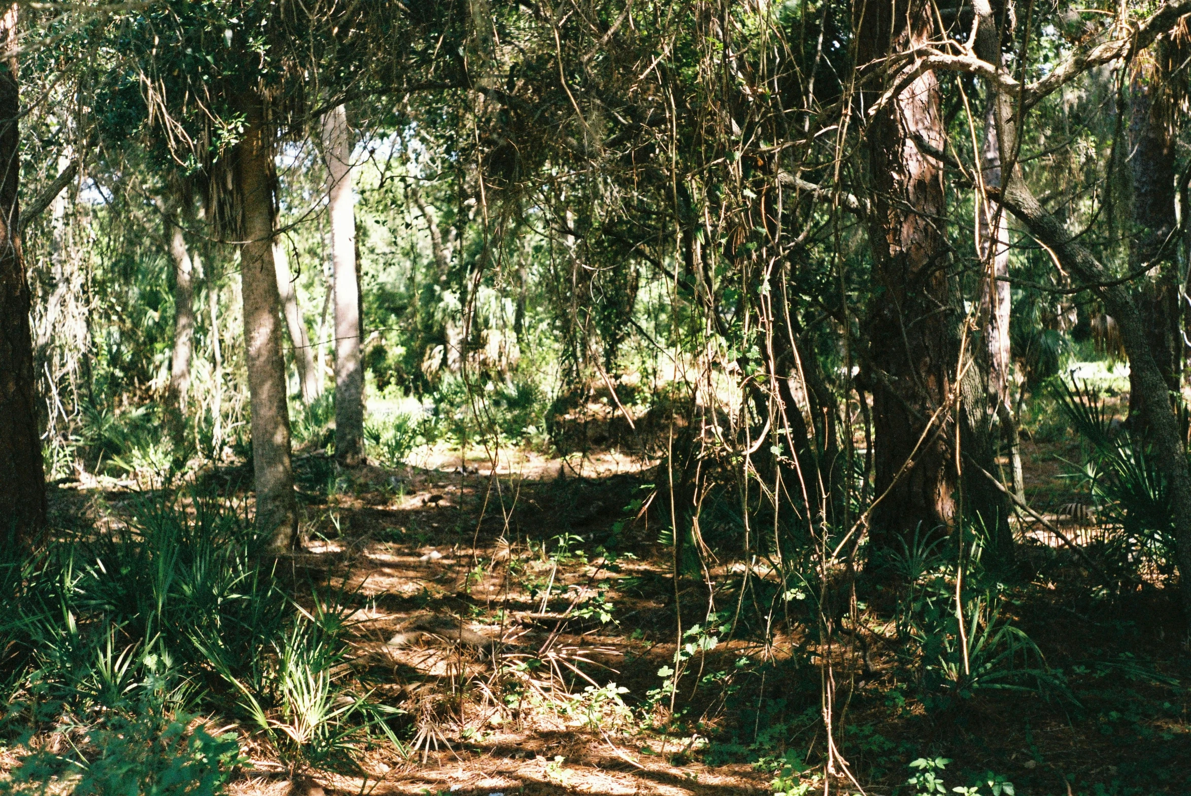 the path is empty in the woods near trees