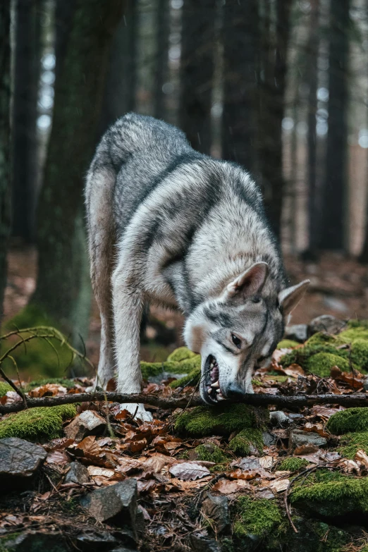 an animal on the ground in a wooded area