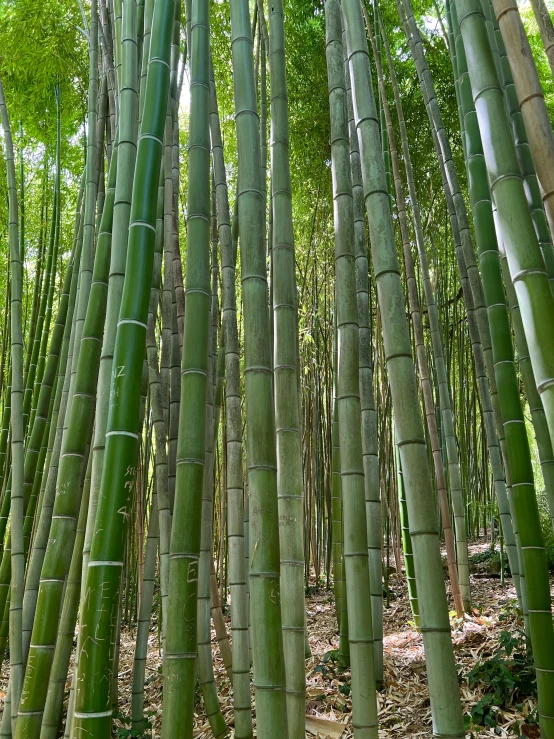 a bamboo forest with trees and foliage