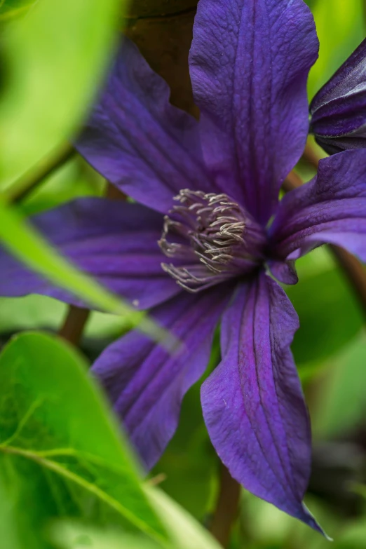 a purple flower is blooming next to green leaves