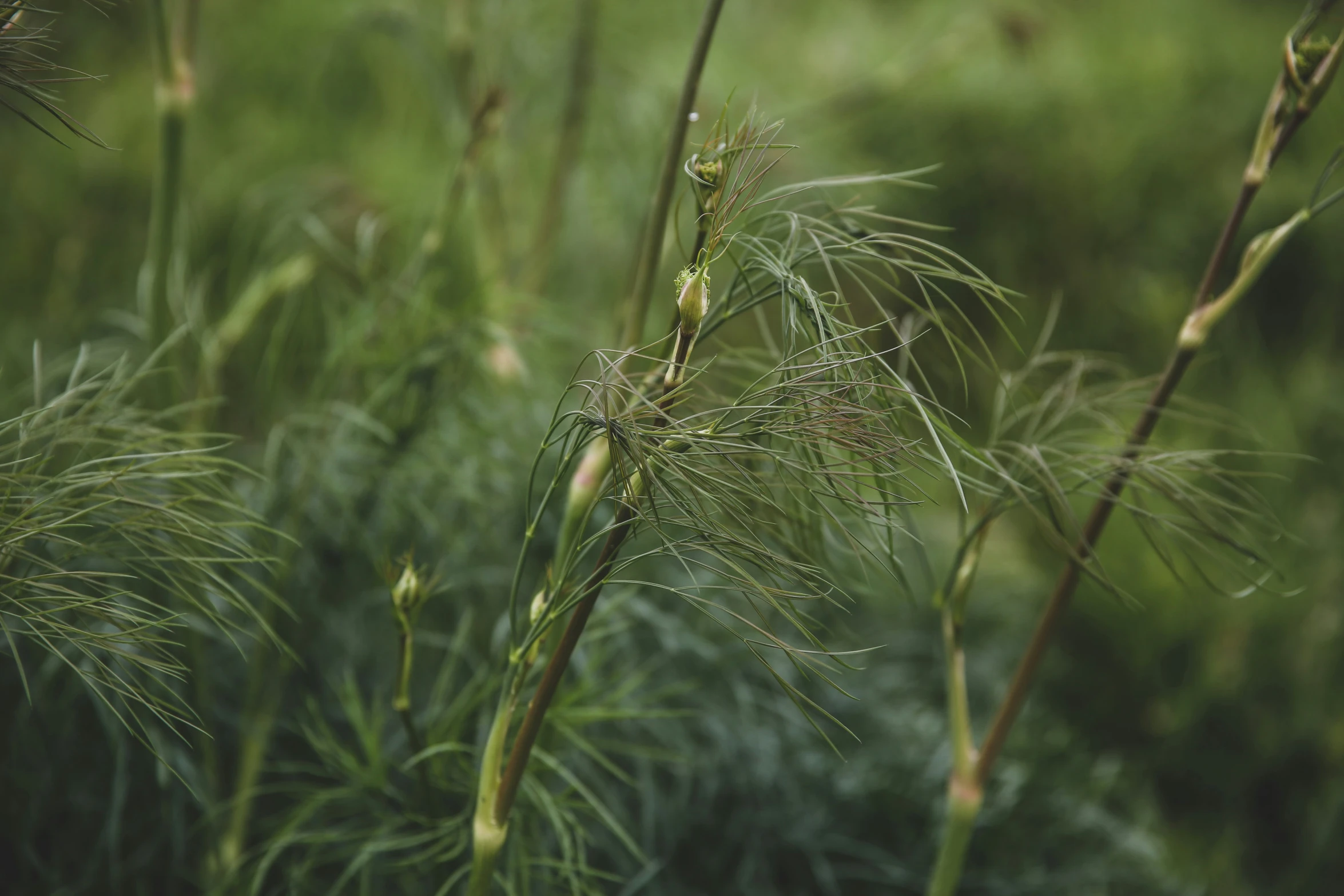 the grass withered with rain is blowing in the wind