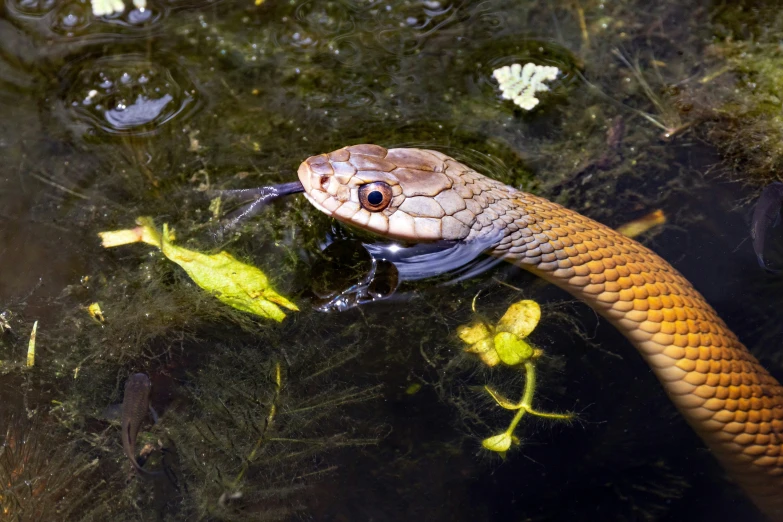 a brown snake in water surrounded by plants and other water