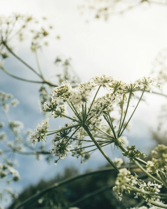 a very close up picture of a small flower