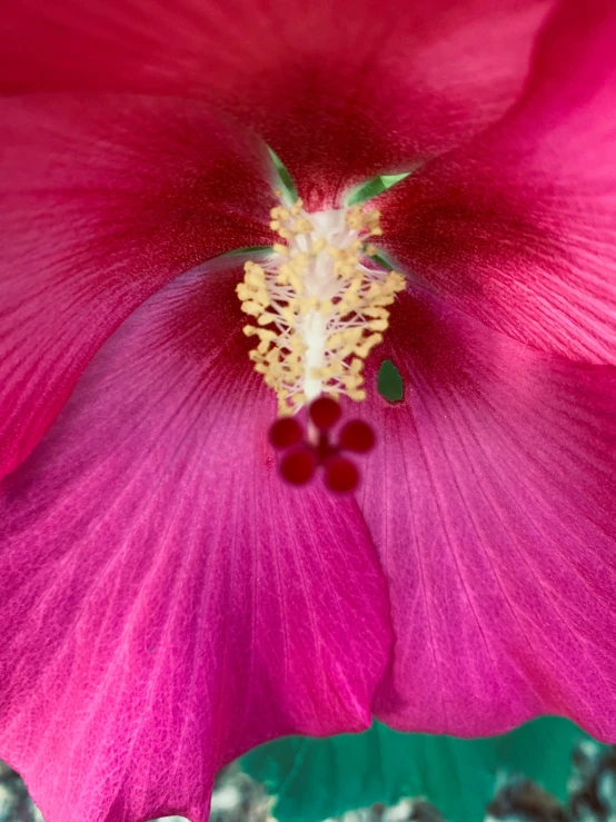 a pink flower with some yellow tips and a green stem