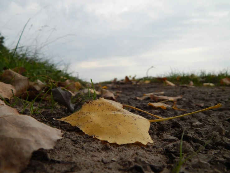 a leaf that is on some dirt with some plants