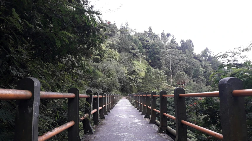 a path runs through dense forest next to tall trees