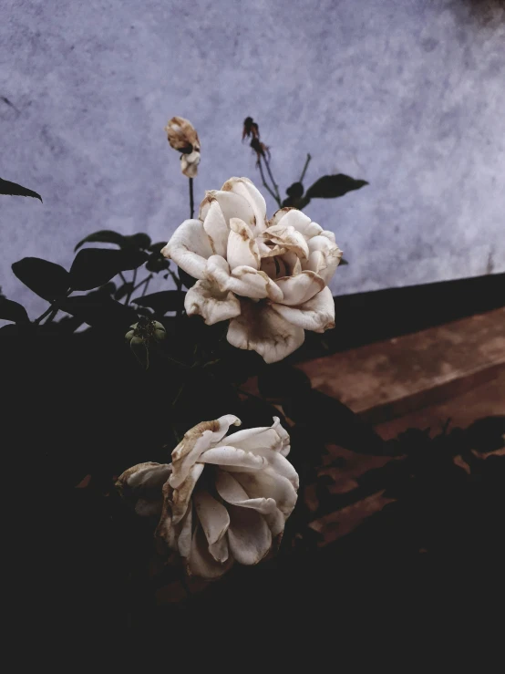 two white roses with some leaves in their petals