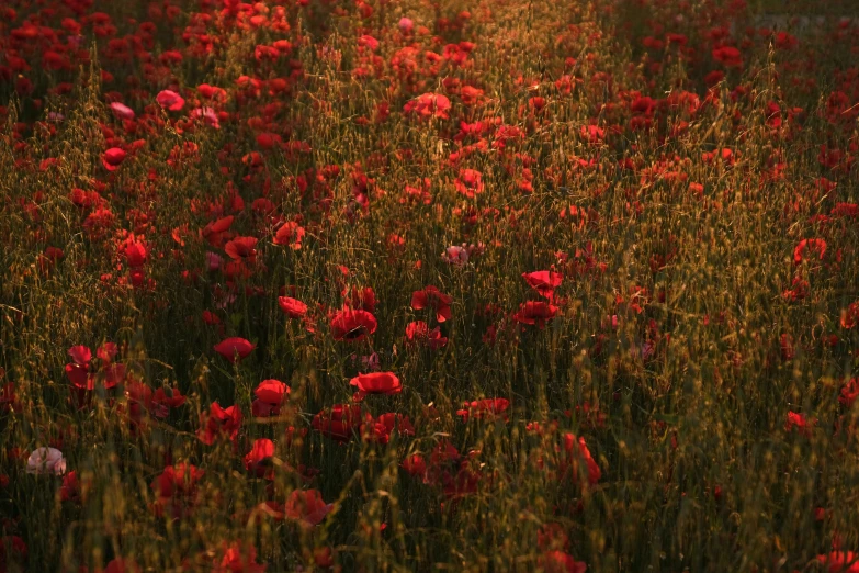 an open field with red flowers near some grass