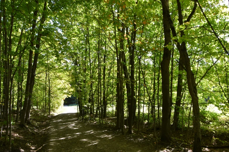 a dirt path with trees and a bike on it