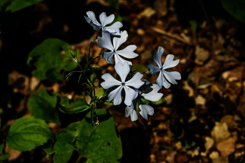 three flowers that are in the dirt