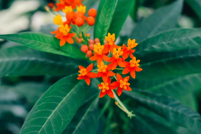 this is an orange and yellow flower blooming on green leaves