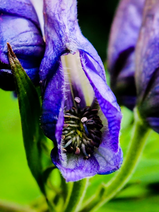 purple flowers are in bloom near the ground