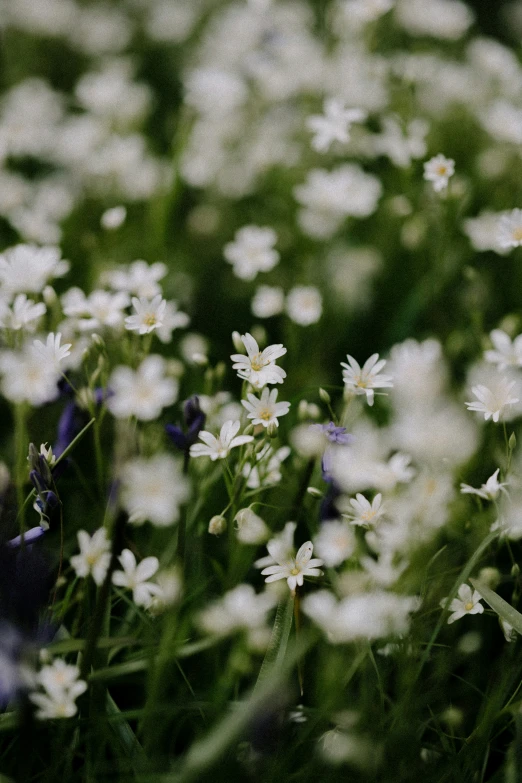 small white flowers growing in the grass