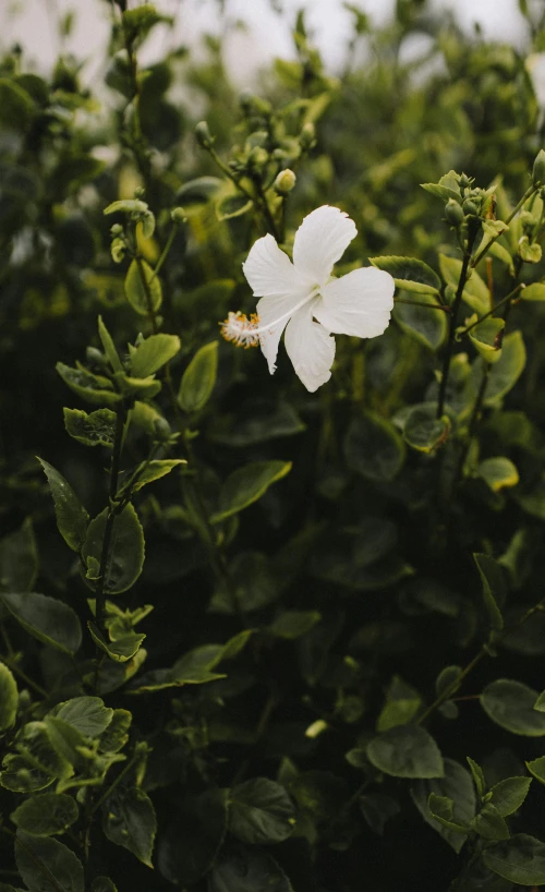 the white flowers are blooming on this tree