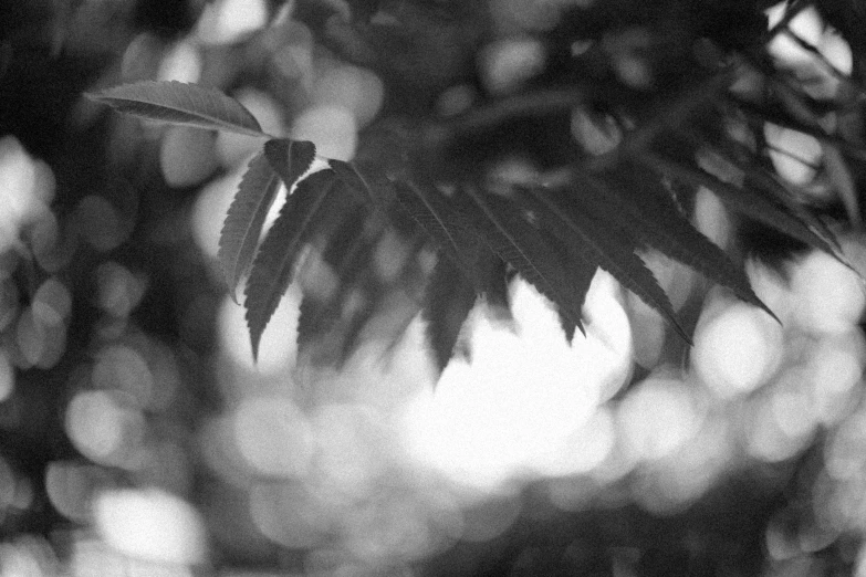 the leaves of trees are black and white