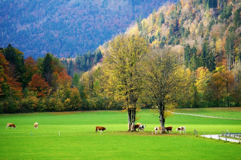 cows graze on a lush green hillside in front of a forest