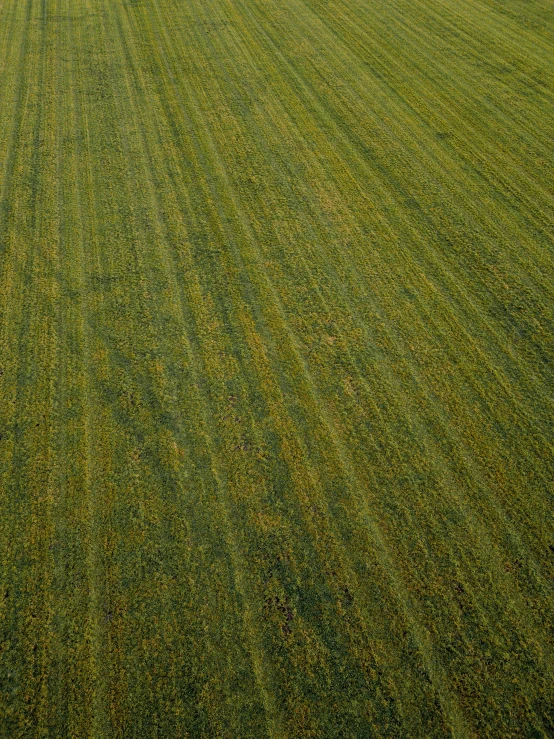 a field with lots of green grass and a tree