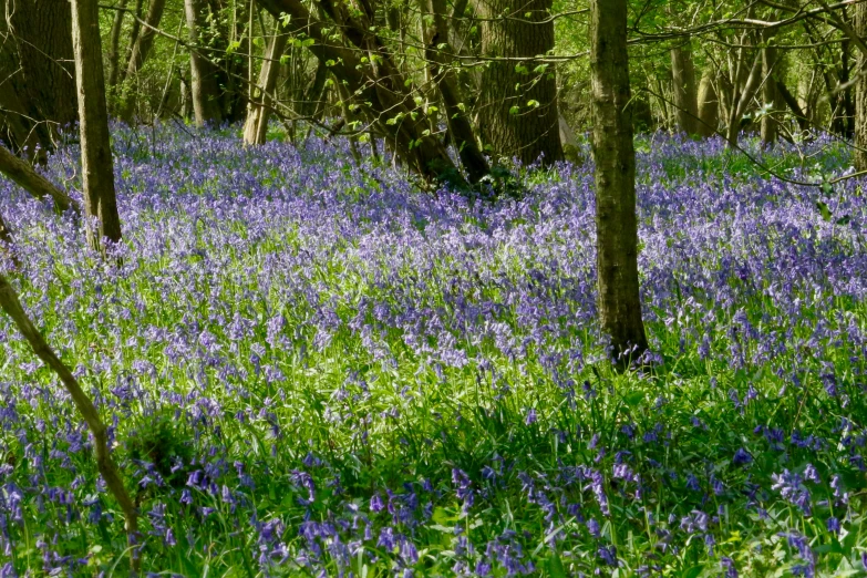 blue flowers cover the ground in a wooded area