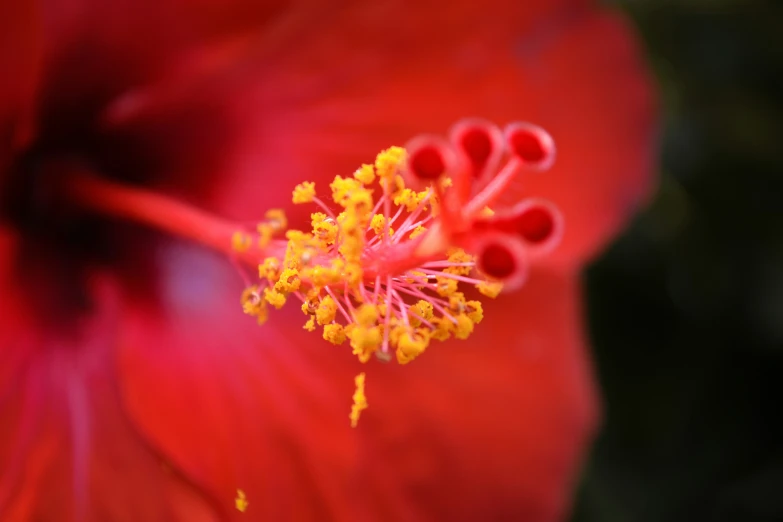 a close up s of a red flower