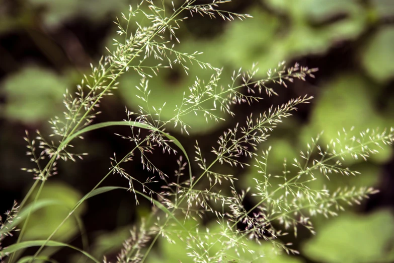 a plant with very tiny white flowers