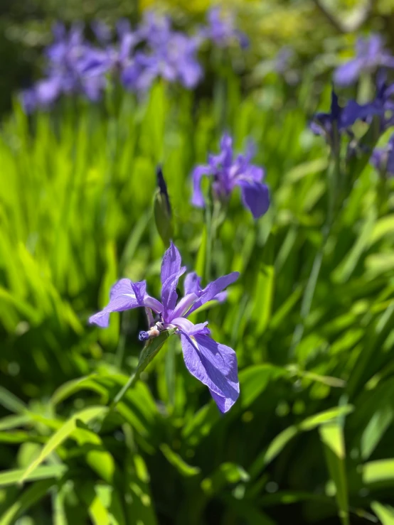 blue flowers growing in a garden at the time