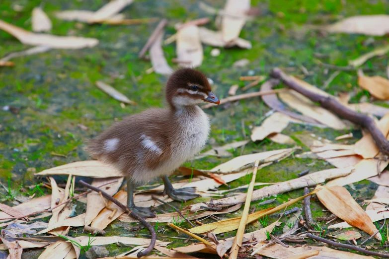 a duckling walks through the grass near sticks