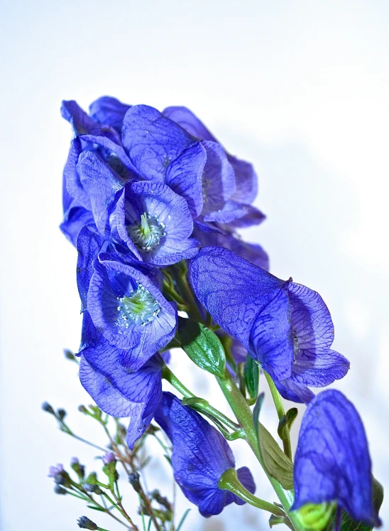 a purple flower bouquet in a clear glass vase