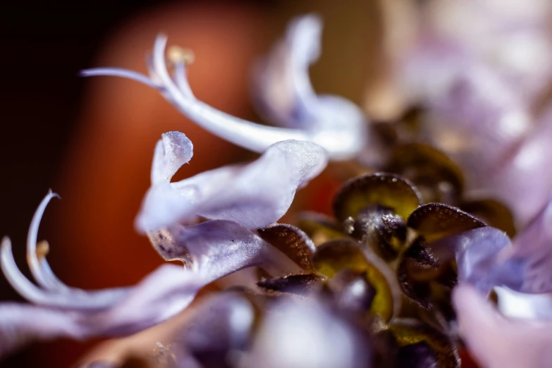 a closeup view of flowers on a table