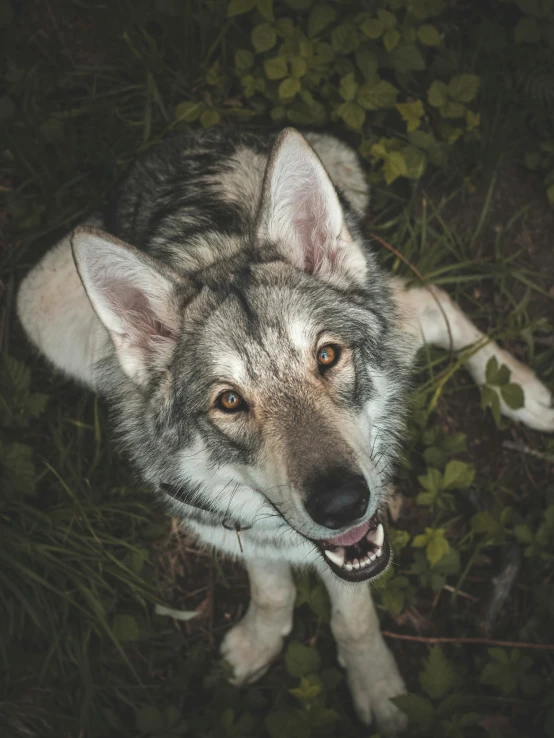 a wolf with its mouth open is smiling in the grass