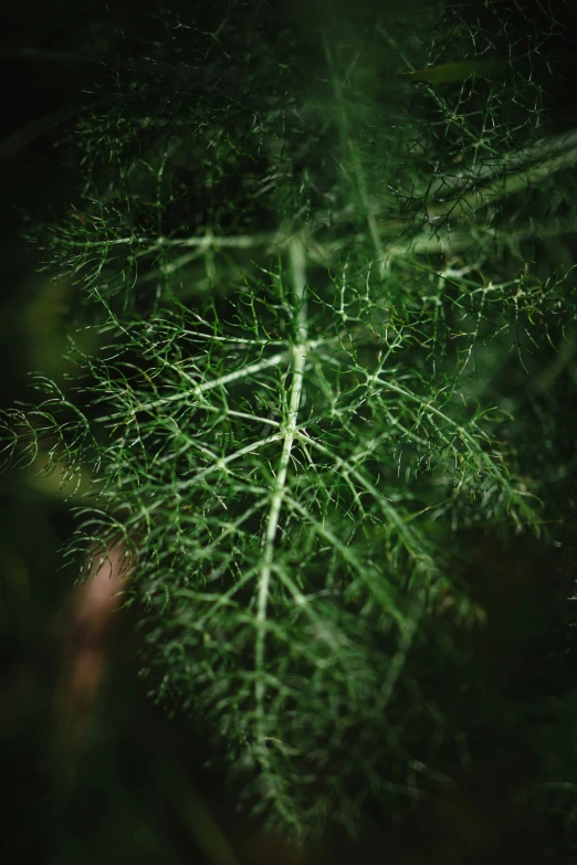 a po of green leaves taken from the air