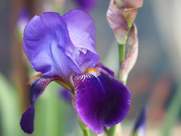 a tall, purple flower has a yellow center and is very beautiful