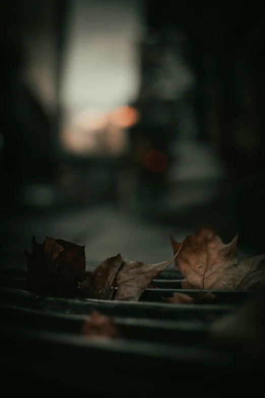 a few leafs that are on a table