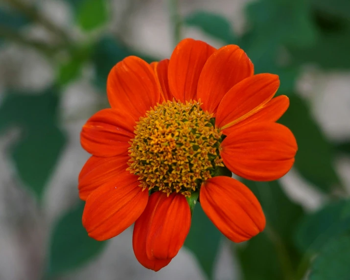 a close - up s of an orange flower with bright green leaves