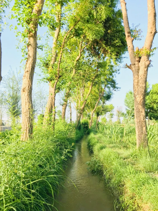a river running through a green countryside surrounded by tall grass