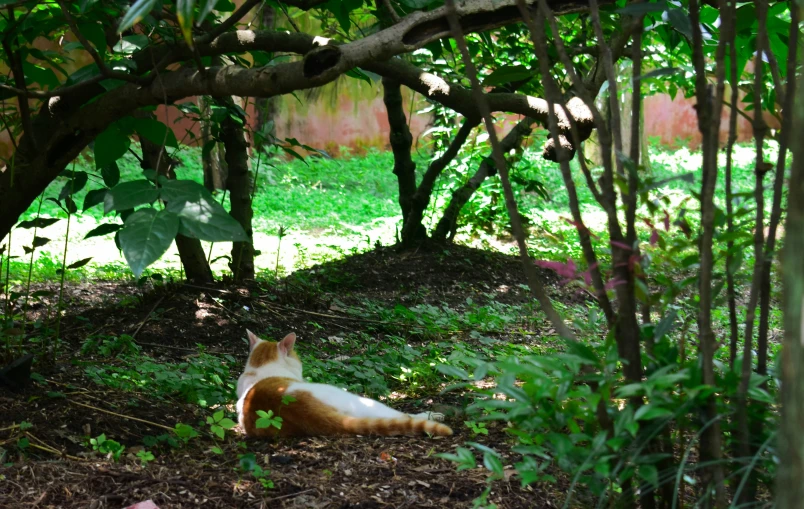 a cat in the forest is laying on the ground