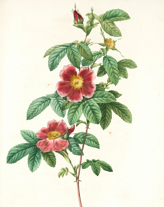 a painting of three flowers and a leaf