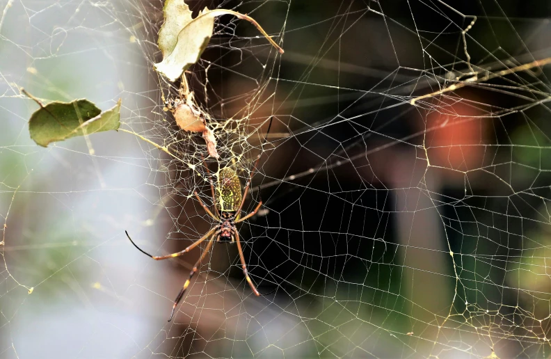 a spider that is on its web with leaves