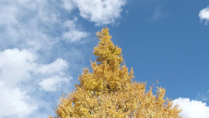 the tree has yellow leaves under the clouds