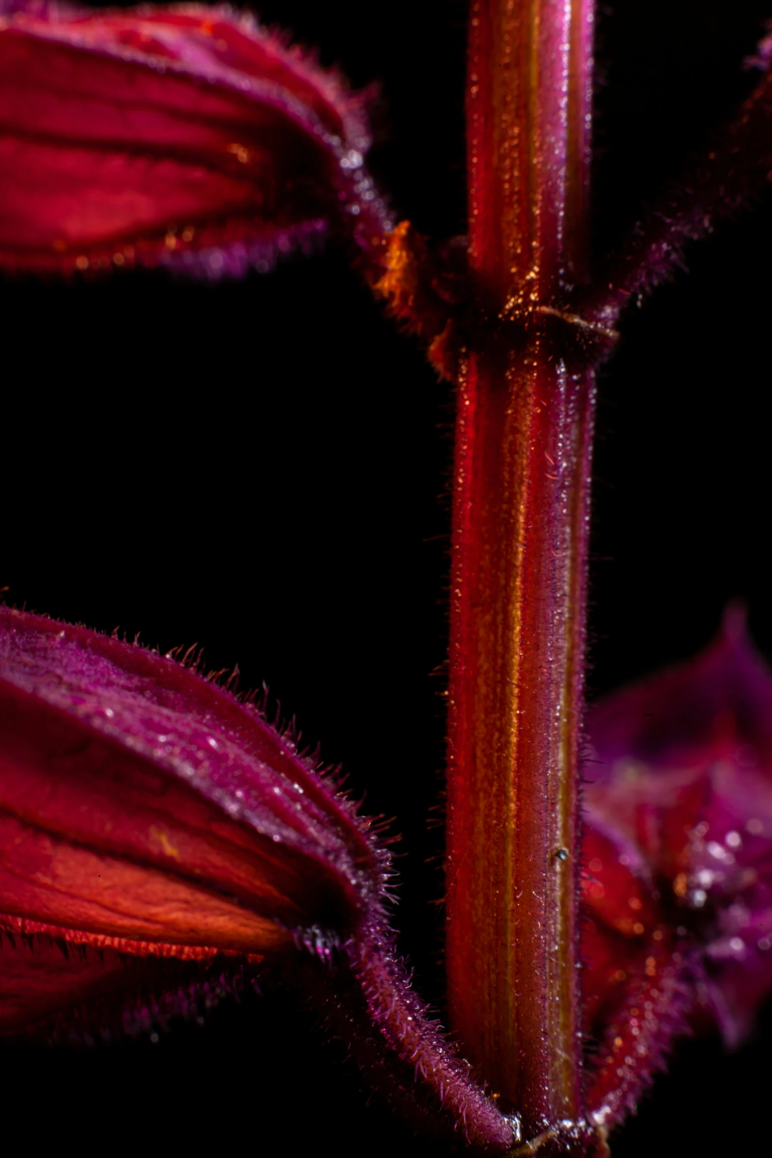 a purple flower on the stem with water drops