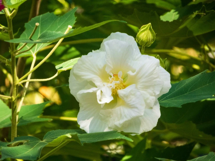 a white flower sitting in the middle of a forest