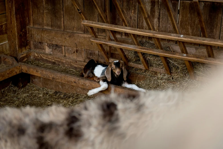 two animals laying in a barn together