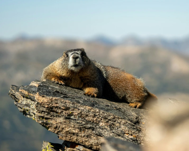 a furry animal laying on a tree trunk in a mountain