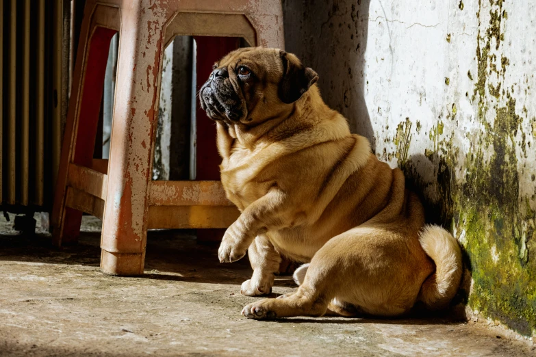 a pug dog is sitting in front of a wall